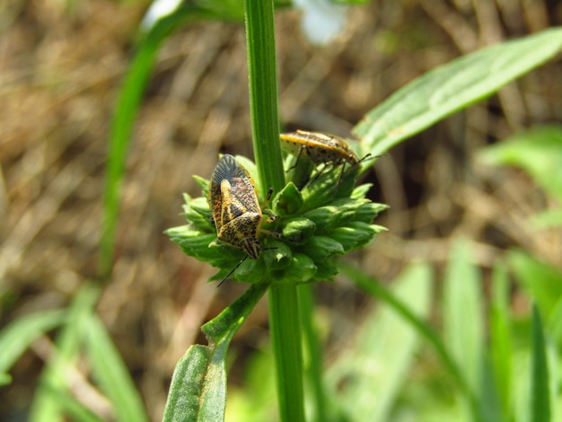 Schönes Bild von zwei Insekten auf einer Niederlassung einer Anlage