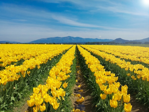 schönes blühendes Tulpenfeld auf einem Feld zwischen den Bergen in den Vororten von Seattle