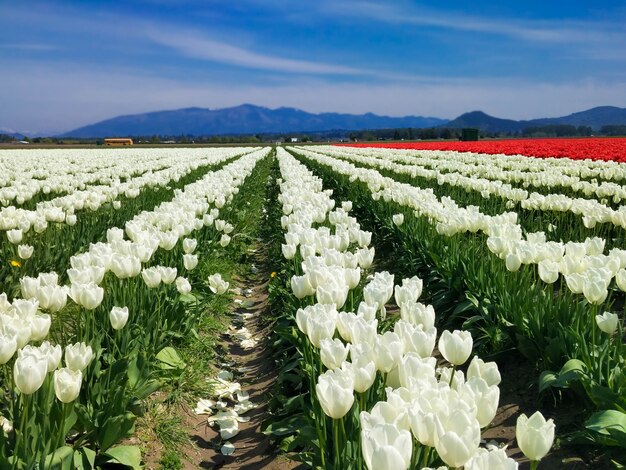 schönes blühendes Tulpenfeld auf einem Feld zwischen den Bergen in den Vororten von Seattle