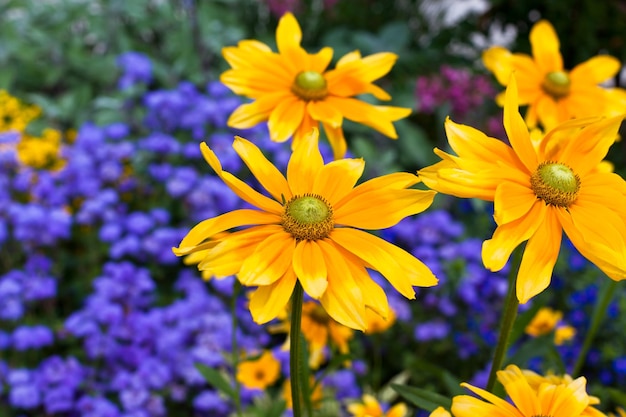 Schönes Blumenbeet mit gelben und blauen Blumen