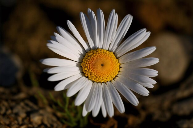 Schönes Blumenbild Ai generativ