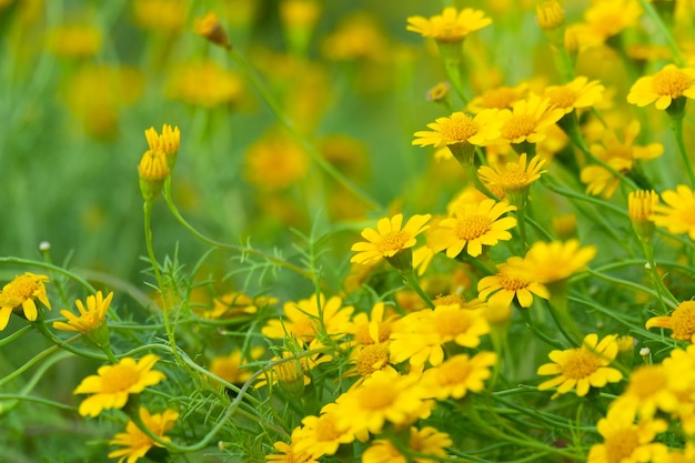 Schönes Blumenblühen des gelben Gänseblümchens