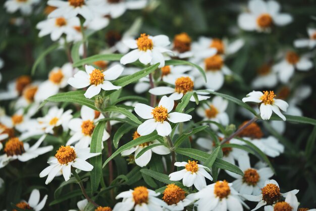 Schönes Blumenblühen des weißen Gänseblümchens