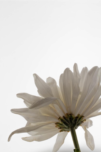 Schönes Blumenkonzept Blühende weiße große Chrysantheme isoliert auf grauem Hintergrund