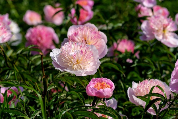 Schönes Blumenpflanzenbild blühende Pfingstrose Nahaufnahme Makrofotografie