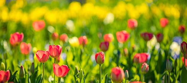 Schönes Blumenstraußpanorama sonniger roter Tulpen in der Frühlingsnatur für Kartendesign und Webbanner