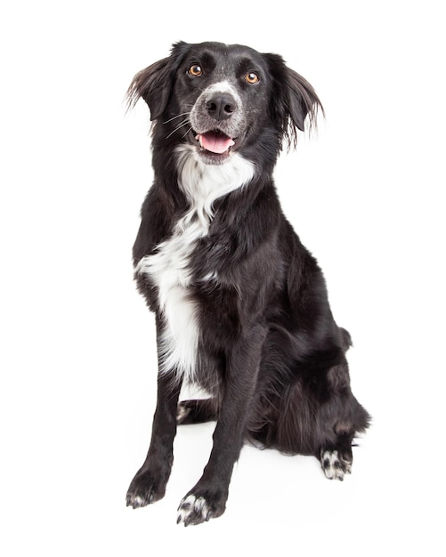 Schönes Border-Collie-Mischlings-Hundesitzen