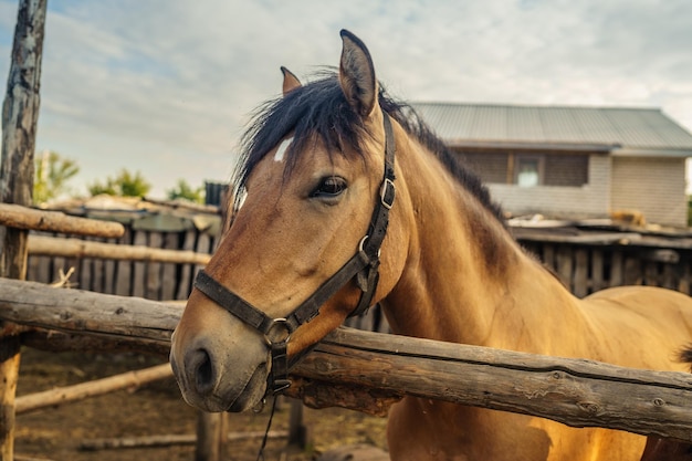 Schönes braunes Pferd auf der Koppel Porträt eines Pferdes