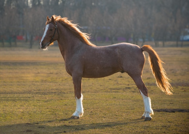 Schönes braunes Pferd, das auf einem Feld steht