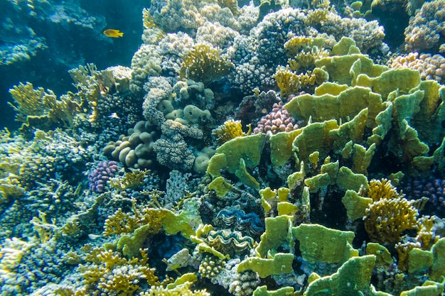 Schönes buntes Korallenriff im Roten Meer