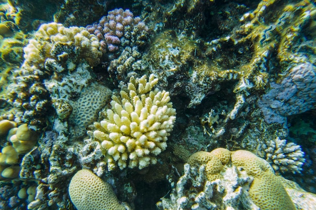 Schönes buntes Korallenriff im Roten Meer