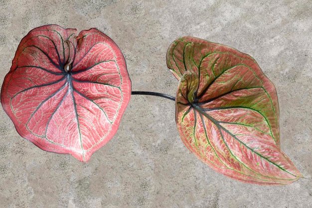 Schönes Caladium isoliert