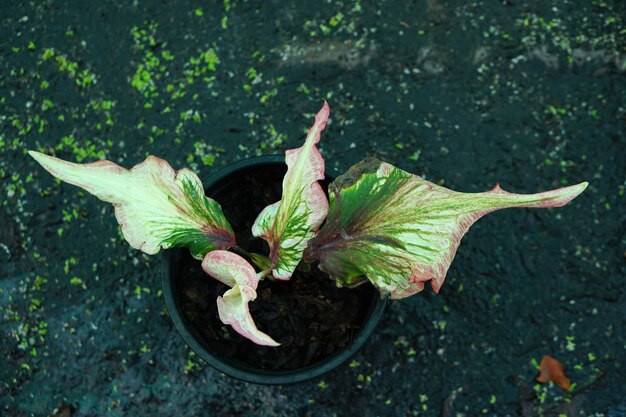 Schönes Caladium zweifarbiges buntes Blatt im Garten