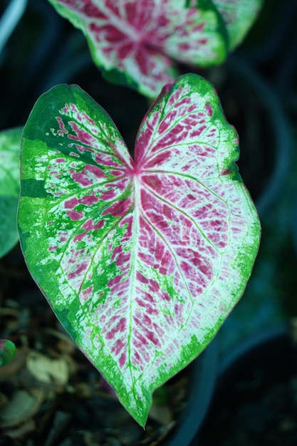 Schönes Caladium zweifarbiges buntes Blatt im Garten