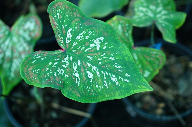 Schönes Caladium zweifarbiges buntes Blatt im Garten