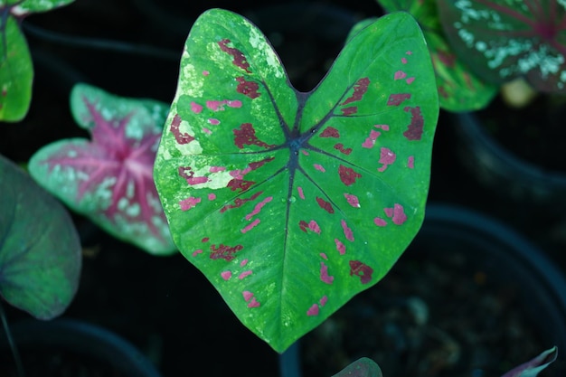 Schönes Caladium zweifarbiges buntes Blatt im Garten