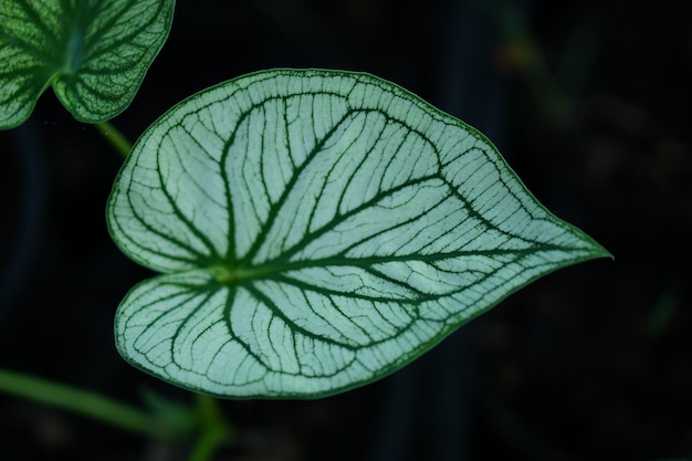 Schönes Caladium zweifarbiges buntes Blatt im Garten