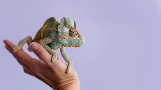 Foto schönes chamäleon-haustierportrait