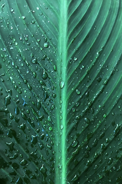 Schönes dunkelgrünes Blatt mit Wassertropfen