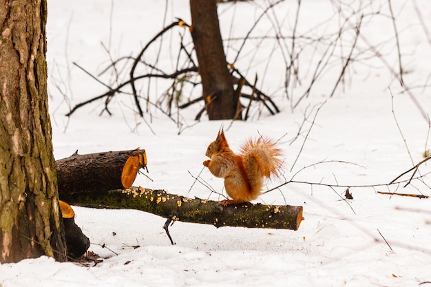 Schönes Eichhörnchen auf dem Schnee, das eine Nuss isst