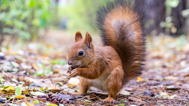 Schönes Eichhörnchen hautnah mit flauschigem Schwanz im Wald, Herbst in Sibirien