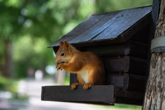 Schönes Eichhörnchen im Park