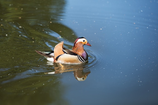 Schönes Entenschwimmen im Fluss.