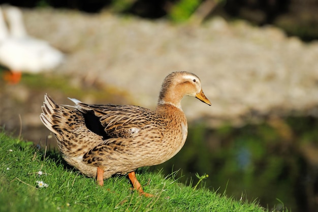 Schönes Ententier in der Tierwelt Tier