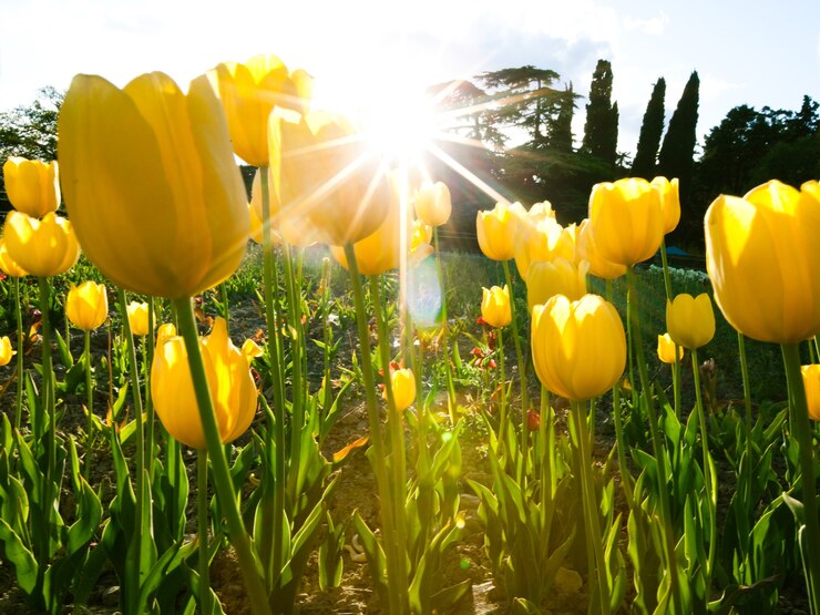 Foto schönes faszinierendes feld mit gelben tulpen