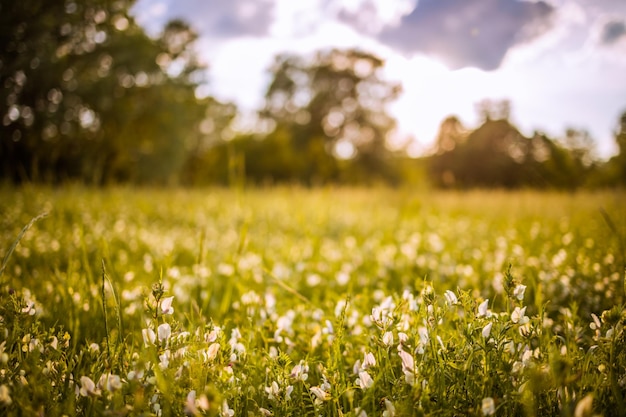 Schönes Feld auf dem Sonnenuntergang und verschiedenen Wildblumen Abstrakte Natur Nahaufnahme Naturlandschaft