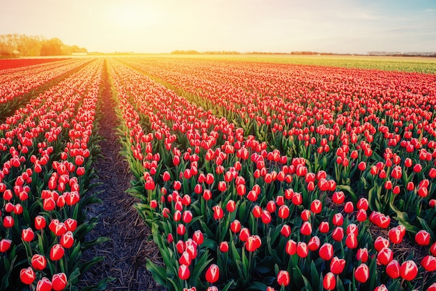 Schönes Feld der roten Tulpen in den Niederlanden.