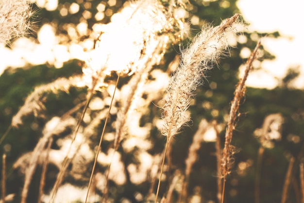 Schönes Feld des trockenen Grases im Sonnenunterganghintergrundbeleuchtung und im Natur bokeh Hintergrund.