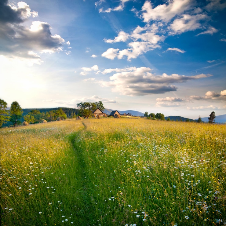Foto schönes feld in karpaten