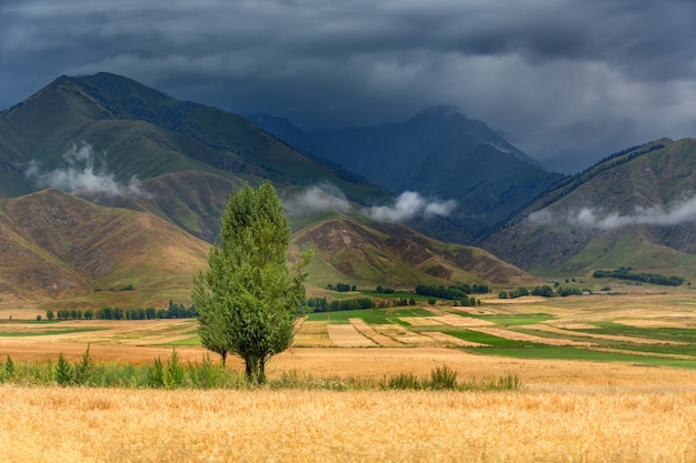 Schönes Feld in verschiedenen Farben, Blick auf die Berge