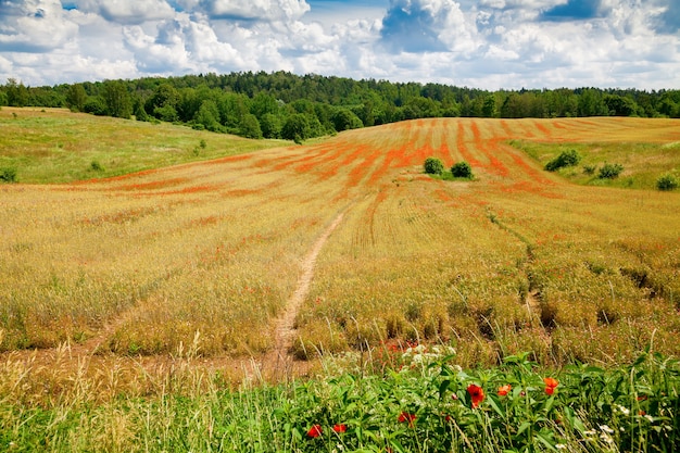 Schönes Feld mit blühenden roten Mohnblumen. Ökologischer Landbau in Litauen.