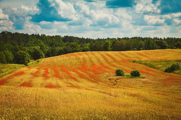 Schönes Feld mit blühenden roten Mohnblumen. Ökologischer Landbau in Litauen.