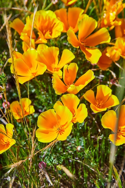 Schönes Feld mit goldgelben Blumen