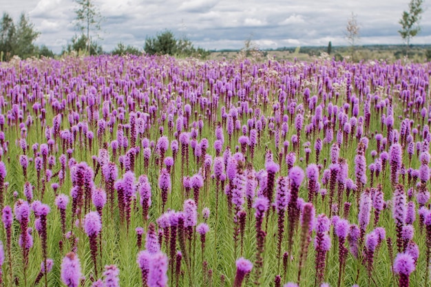 Schönes Feld mit lila Blumen an einem klaren Tag
