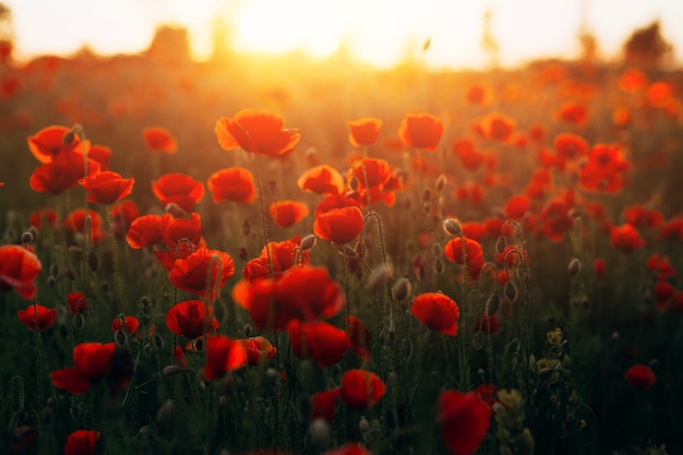 Schönes Feld mit roten Mohnblumen bei Sonnenuntergang