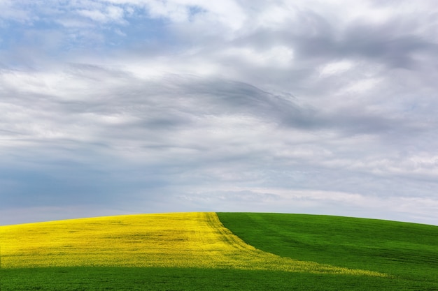 Schönes Feld von Gelb und Grün unter dem Himmel mit Wolken