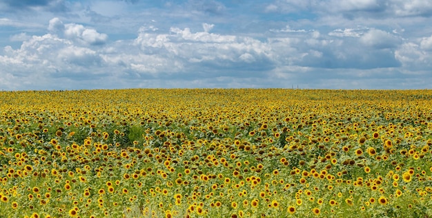 Schönes Feld von gelben Sonnenblumen auf einem Hintergrund des blauen Himmels mit Wolken