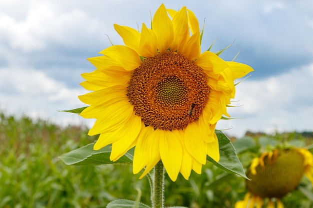 Schönes Feld von gelben Sonnenblumen auf einem Hintergrund des blauen Himmels mit Wolken