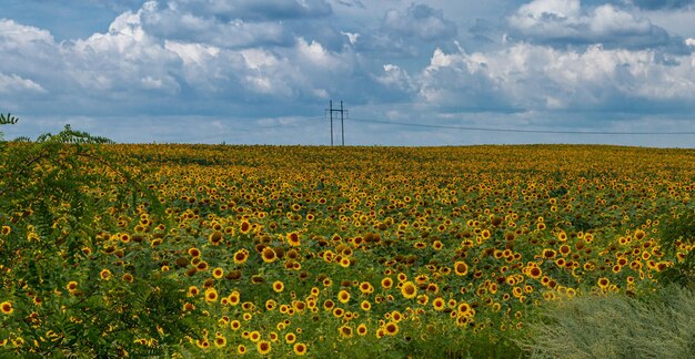 Schönes Feld von gelben Sonnenblumen auf einem Hintergrund des blauen Himmels mit Wolken