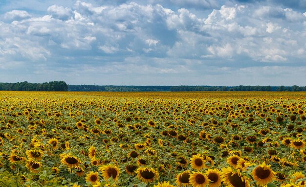 Schönes Feld von gelben Sonnenblumen auf einem Hintergrund des blauen Himmels mit Wolken