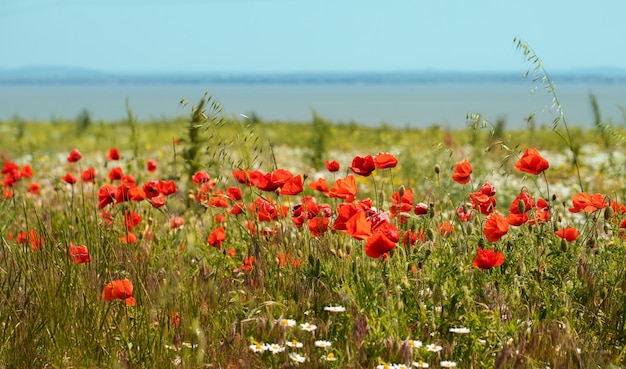 Foto schönes feld wilder roter mohnblumen gegen den blauen himmel.