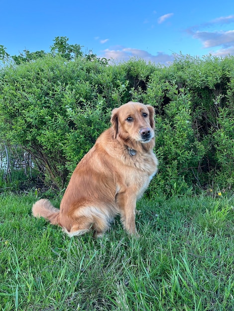 Foto schönes foto eines hundes vor dem hintergrund von büschen an einem sonnigen sommerabend