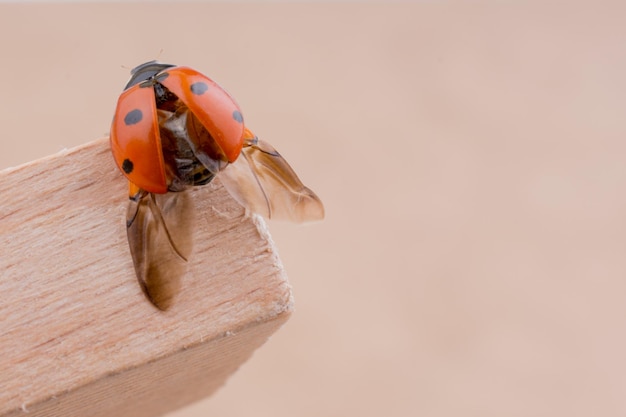 Schönes Foto eines roten Marienkäfers, der auf einem Stück Holz läuft
