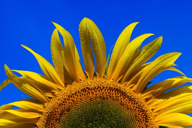 Schönes frisches gelbes Sonnenblumenmakroschießen. Sonnenblume blüht Nahaufnahme