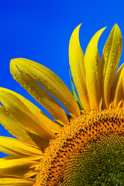 Schönes frisches gelbes Sonnenblumenmakroschießen. Sonnenblume blüht Nahaufnahme