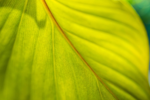 Schönes frisches grünes Blatt, das von der Sonne hervorgehoben wird. Makronatur, erstaunliches Ökologiekonzept, Blattform